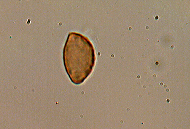 Messa a punto del microscopio